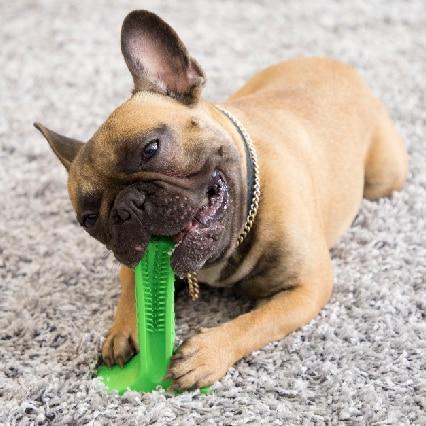 Palo de cepillado para perros